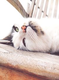 Close-up of a cat resting on wood