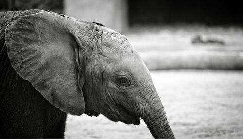 Close-up of elephant