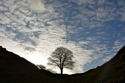 Low angle view of trees against cloudy sky