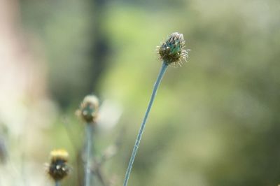 Close-up of insect on flower
