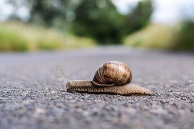 Snail on road