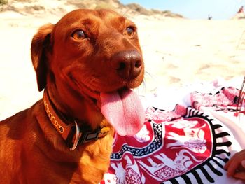 Close-up portrait of dog