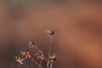 Close-up of insect on plant