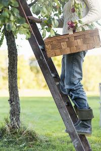 Low section of woman standing on ladder with basket by peach tree in orchard