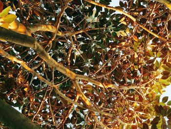 Low angle view of tree