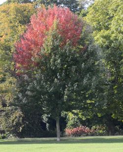 View of flowering trees in park