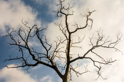Low angle view of bare tree against sky