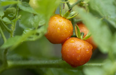 Close-up of oranges on plant