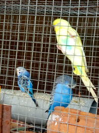 Bird perching in cage