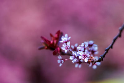 Close-up of pink cherry blossom