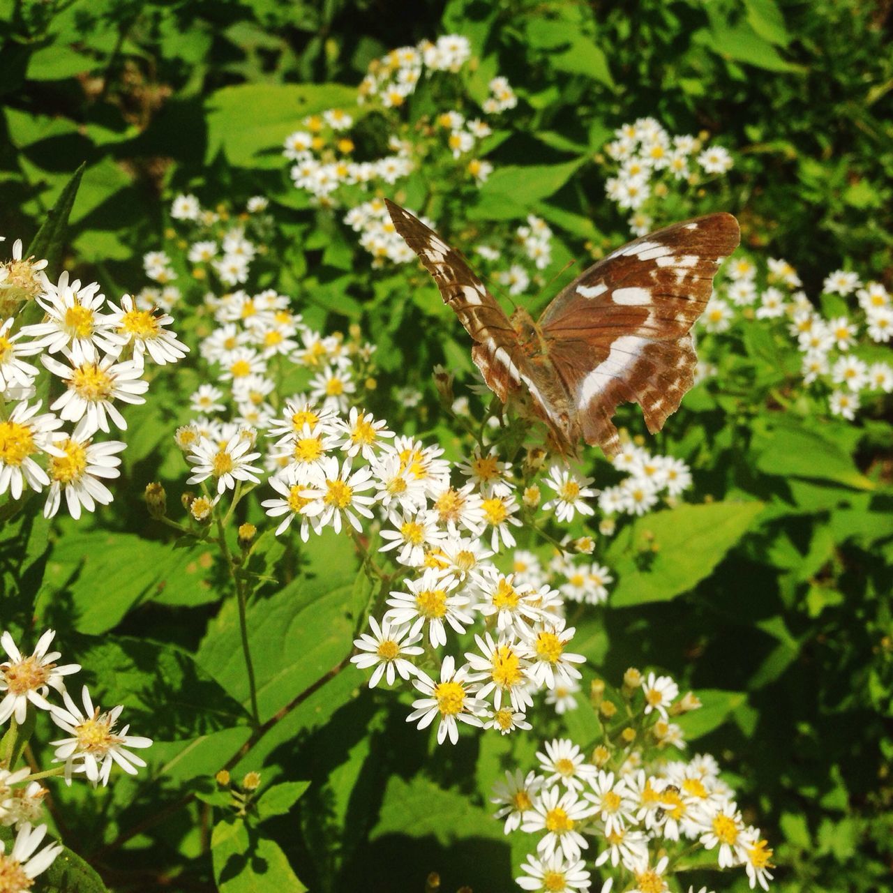 CLOSE-UP OF BUTTERFLY ON FLOWERS