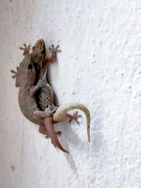 High angle view of lizard on wall