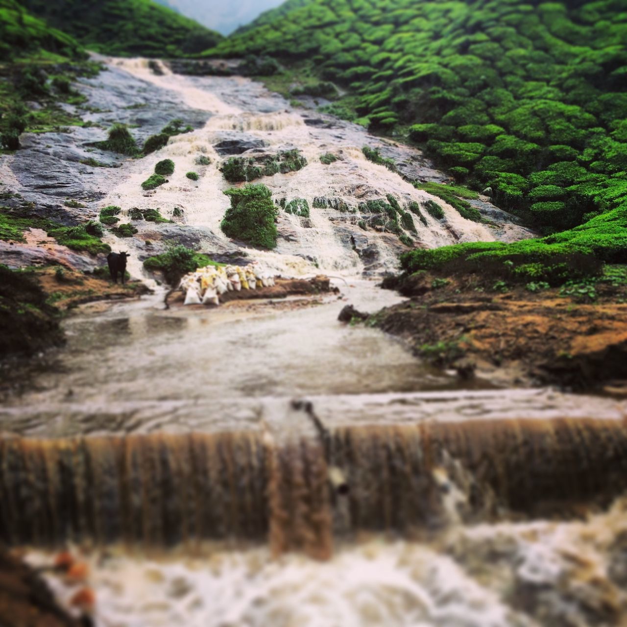 water, nature, stream, selective focus, rock - object, flowing water, flowing, forest, tree, tranquility, beauty in nature, river, outdoors, day, tranquil scene, no people, high angle view, scenics, motion, plant