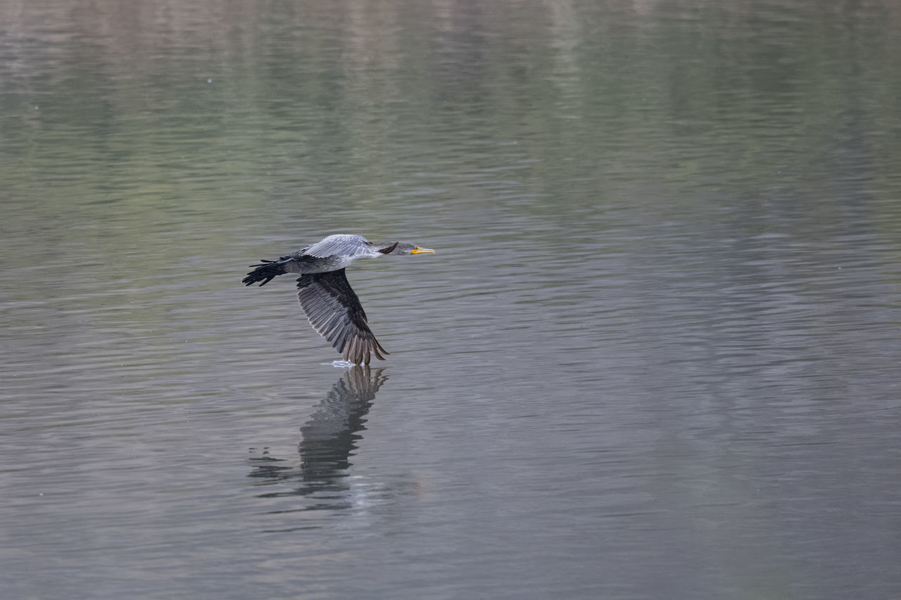 animal themes, animal, animal wildlife, wildlife, bird, water, one animal, lake, flying, waterfront, no people, reflection, nature, day, spread wings, heron, water bird, wing, beauty in nature, outdoors, gray heron