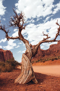 Low angle view of dead tree