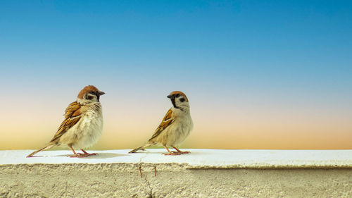 Close-up of bird perching on retaining wall against clear blue sky