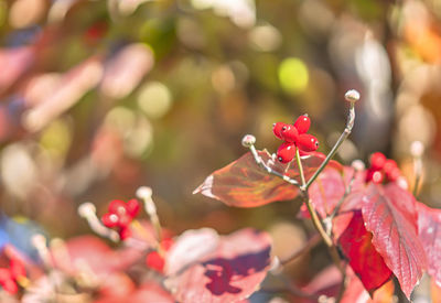 Close-up of red berries on plant