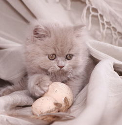 Close-up portrait of a cat