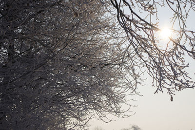 Sun shining through trees