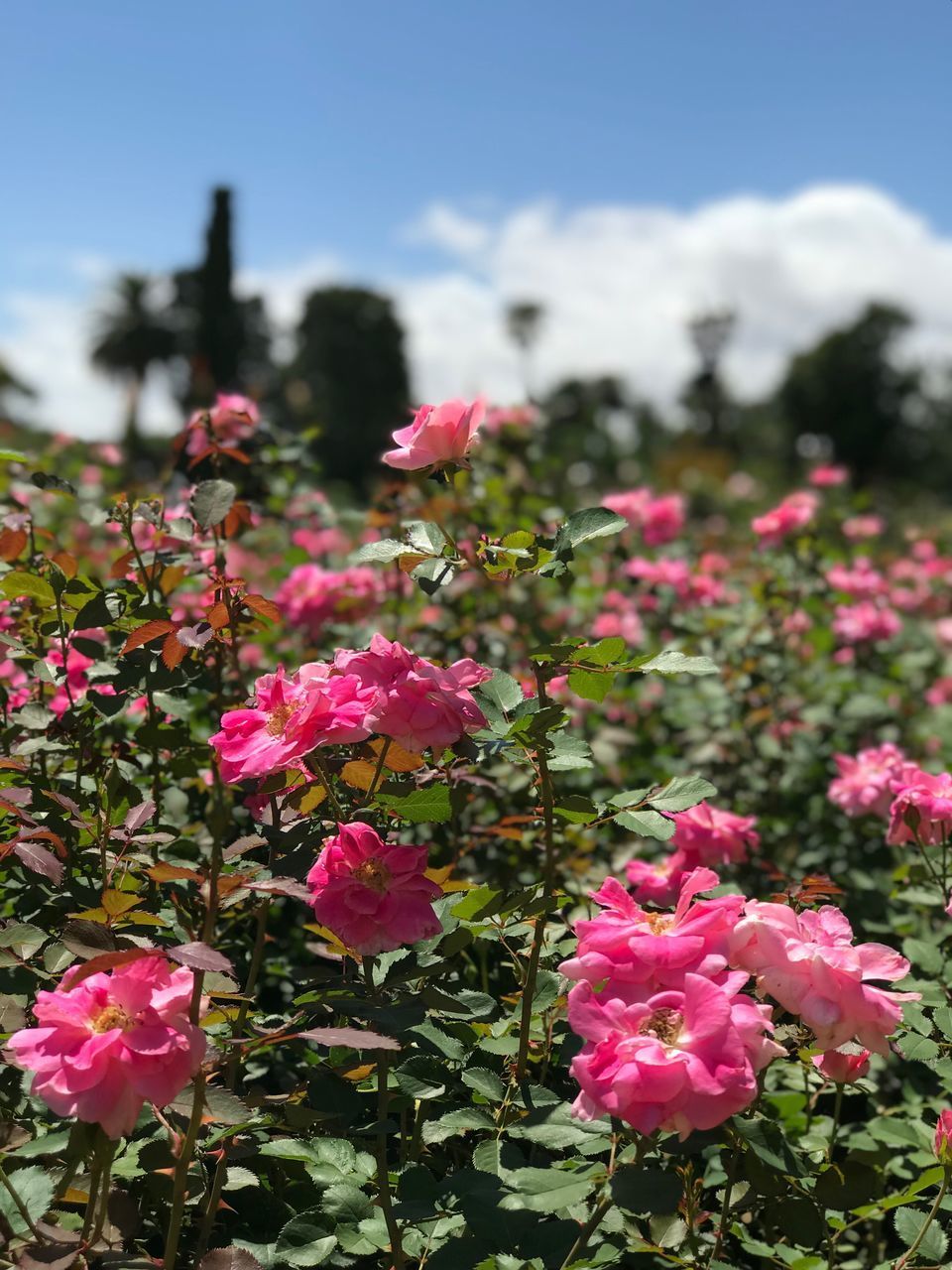 PINK FLOWERING PLANTS ON FIELD