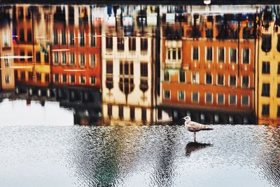 Reflection of buildings in water