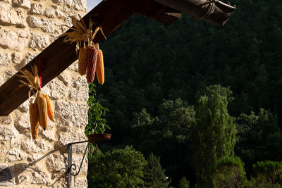 Low angle view of cross hanging on tree against temple