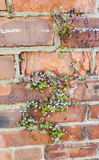 Close-up of multi colored brick wall