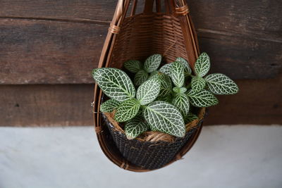 High angle view of succulent plant in basket