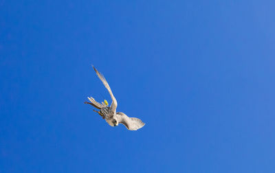 Portrait of beautiful hawk in flight against the blue sky