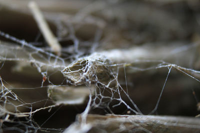 Close-up of spider web on dry plant