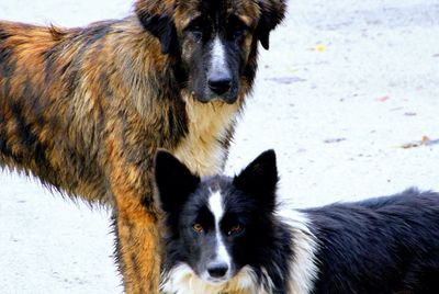 animal themes