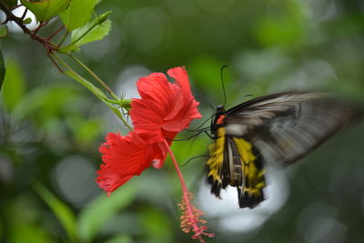 Close-up of butterfly on pink flower