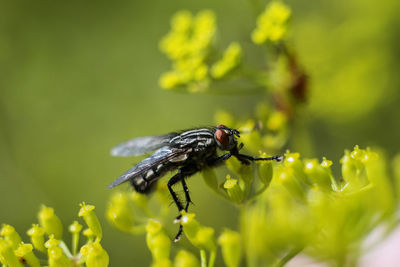 Close-up of fly on flower buds