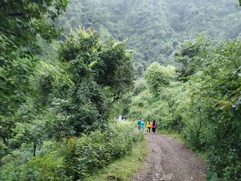 Rear view of people walking on footpath in forest