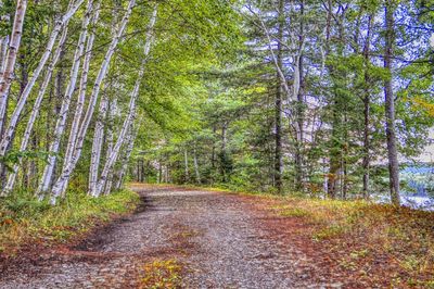 Dirt road passing through forest