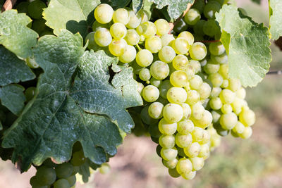 Close-up of grapes growing in vineyard