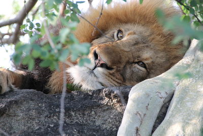 Close-up of lion relaxing outdoors