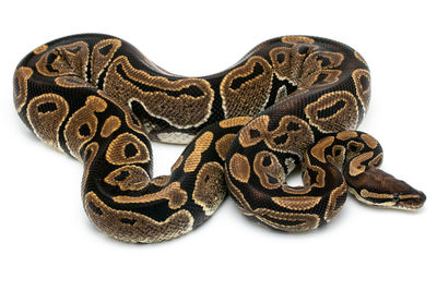 Close-up of a animal skull