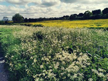 Scenic view of field against sky