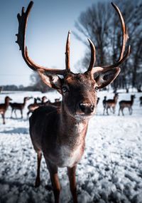 Portrait of deer standing on snow