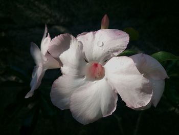 Close-up of white rose blooming outdoors