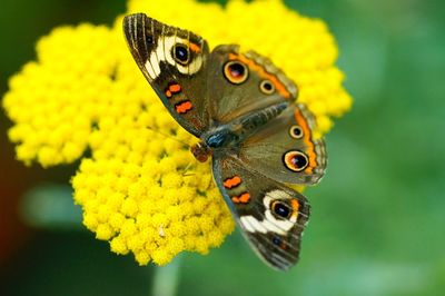 Close-up of butterfly on yellow flower