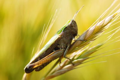 Close-up of grasshopper on plant