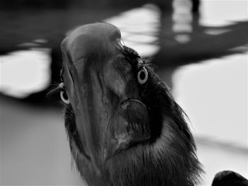 Close-up of owl