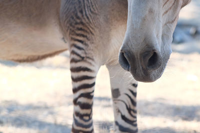 Close-up of horse