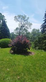 View of trees in park