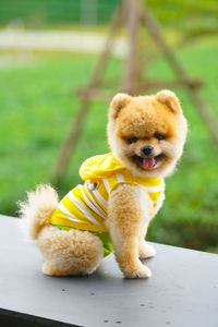 Cute puppy sitting on table