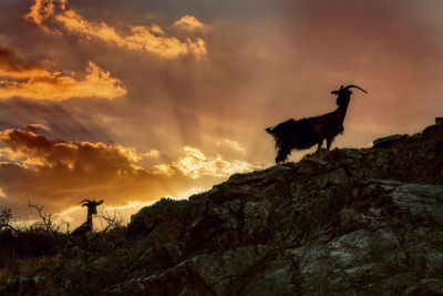 Low angle view of deer on mountain