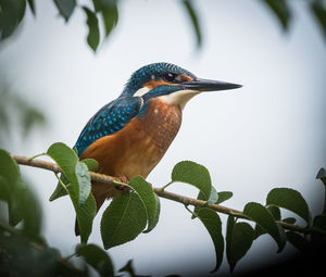 Close-up of bird perching on branch