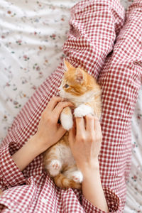 Little cute ginger kitty with blue eyes enjoy stroking. girl's hand stroked the little fluffy kitten